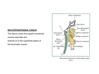 BUCCOPHARYNGEAL FASCIA
This fascia covers the superior constrictor
muscle externally and
extends on to the superficial aspect of
the buccinator muscle.
 