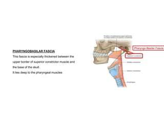 PHARYNGOBASILAR FASCIA
This fascia is especially thickened between the
upper border of superior constrictor muscle and
the base of the skull.
It lies deep to the pharyngeal muscles
 