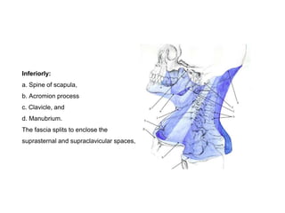 Inferiorly:
a. Spine of scapula,
b. Acromion process
c. Clavicle, and
d. Manubrium.
The fascia splits to enclose the
suprasternal and supraclavicular spaces,
 