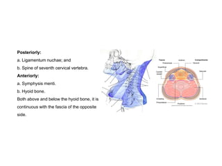 Posteriorly:
a. Ligamentum nuchae; and
b. Spine of seventh cervical vertebra.
Anteriorly:
a. Symphysis menti.
b. Hyoid bone.
Both above and below the hyoid bone, it is
continuous with the fascia of the opposite
side.
 