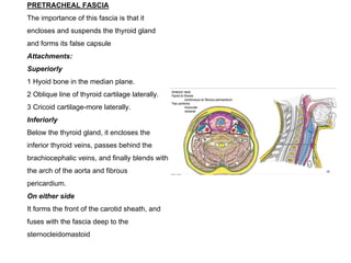 PRETRACHEAL FASCIA
The importance of this fascia is that it
encloses and suspends the thyroid gland
and forms its false capsule
Attachments:
Superiorly
1 Hyoid bone in the median plane.
2 Oblique line of thyroid cartilage laterally.
3 Cricoid cartilage-more laterally.
Inferiorly
Below the thyroid gland, it encloses the
inferior thyroid veins, passes behind the
brachiocephalic veins, and finally blends with
the arch of the aorta and fibrous
pericardium.
On either side
It forms the front of the carotid sheath, and
fuses with the fascia deep to the
sternocleidomastoid
 