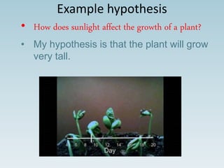 Example hypothesis
• How does sunlight affect the growth of a plant?
• My hypothesis is that the plant will grow
very tall.
 