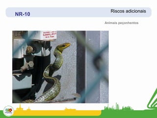 Riscos adicionais
NR-10
        Animais peçonhentos
 