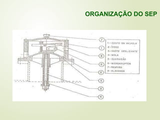 ORGANIZAÇÃO DO SEP
 