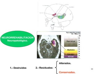 NEURORREHABILITACION Neuropatológico. 1.-   Destruidos . 2.- Residuales: Alterados. Conservados. 