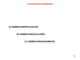 PLASTICIDAD NEURONAL. A) CAMBIOS MORFOLOGICOS. B) CAMBIOS MOLECULARES. C) CAMBIOS NEUROQUIMICOS. 