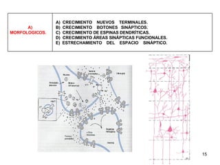 A)  CRECIMIENTO  NUEVOS  TERMINALES. B)  CRECIMIENTO  BOTONES  SINÁPTICOS. C)  CRECIMIENTO DE ESPINAS DENDRÍTICAS. D)  CRECIMIENTO ÁREAS SINÁPTICAS FUNCIONALES. E)  ESTRECHAMIENTO  DEL  ESPACIO  SINÁPTICO. A) MORFOLOGICOS. 
