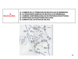 A)  CAMBIOS EN LA FORMACION DE MOLECULAS DE MEMBRANA. B)  ALTERACIONES QUIMICAS DE MOLECULA DE MEMBRANA. C)  CAMBIOS CONFORMACIONALES EN PROTEINAS RECEPTORAS. D)  APERTURAS DE RECEPTORES INACTIVOS. E)  AUMENTO DE LOS SITIOS DE ENLACE. B)  MOLECULARES. 