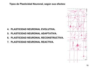 Tipos de Plasticidad Neuronal, según sus efectos: PLASTICIDAD NEURONAL EVOLUTIVA. PLASTICIDAD NEURONAL ADAPTATIVA. PLASTICIDAD NEURONAL RECONSTRUCTIVA. PLASTICIDAD NEURONAL REACTIVA. 