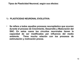Tipos de Plasticidad Neuronal, según sus efectos: 1.-  PLASTICIDAD NEURONAL EVOLUTIVA: Se refiere a todos aquellos procesos neuroplástico que ocurren durante el proceso de Crecimiento, Desarrollo y Maduración del SNC. En estos casos los circuitos neuronales tienen la capacidad de ser modificados por influencia del medio ambiente.  Tiene mucha relación con los procesos de estimulación y motivación precoz.  