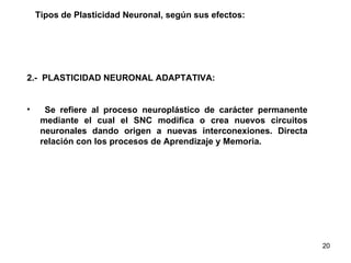 Tipos de Plasticidad Neuronal, según sus efectos: 2.-  PLASTICIDAD NEURONAL ADAPTATIVA: Se refiere al proceso neuroplástico de carácter permanente mediante el cual el SNC modifica o crea nuevos circuitos neuronales dando origen a nuevas interconexiones. Directa relación con los procesos de Aprendizaje y Memoria.  