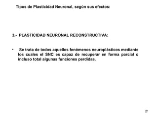 Tipos de Plasticidad Neuronal, según sus efectos: 3.-  PLASTICIDAD NEURONAL RECONSTRUCTIVA: Se trata de todos aquellos fenómenos neuroplásticos mediante los cuales el SNC es capaz de recuperar en forma parcial o incluso total algunas funciones perdidas. 