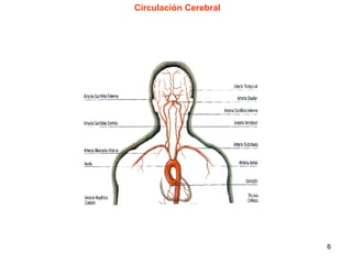 Circulación Cerebral 