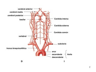 arco ascendente  Aorta descendente Carótida común Carótida interna Carótida externa subclavia basilar vertebral cerebral anterior tronco braquiocefálico D  I cerebral media cerebral posterior 
