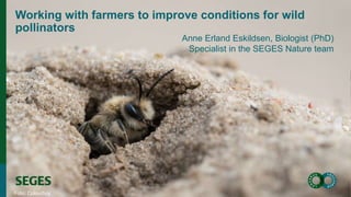 Working with farmers to improve conditions for wild
pollinators
Foto: Colourbox
Anne Erland Eskildsen, Biologist (PhD)
Specialist in the SEGES Nature team
 