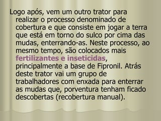 Logo após, vem um outro trator para
realizar o processo denominado de
cobertura e que consiste em jogar a terra
que está em torno do sulco por cima das
mudas, enterrando-as. Neste processo, ao
mesmo tempo, são colocados mais
fertilizantes e inseticidas,
principalmente a base de Fipronil. Atrás
deste trator vai um grupo de
trabalhadores com enxada para enterrar
as mudas que, porventura tenham ficado
descobertas (recobertura manual).
 