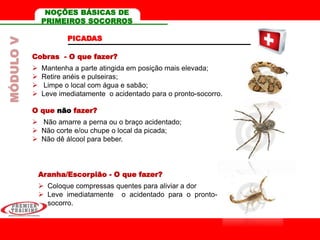 PICADAS
Cobras - O que fazer?
 Mantenha a parte atingida em posição mais elevada;
 Retire anéis e pulseiras;
 Limpe o local com água e sabão;
 Leve imediatamente o acidentado para o pronto-socorro.
O que não fazer?
 Não amarre a perna ou o braço acidentado;
 Não corte e/ou chupe o local da picada;
 Não dê álcool para beber.
Aranha/Escorpião - O que fazer?
 Coloque compressas quentes para aliviar a dor
 Leve imediatamente o acidentado para o pronto-
socorro.
MÓDULOV NOÇÕES BÁSICAS DE
PRIMEIROS SOCORROS
 
