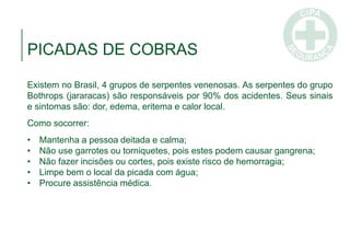 PICADAS DE COBRAS
Existem no Brasil, 4 grupos de serpentes venenosas. As serpentes do grupo
Bothrops (jararacas) são responsáveis por 90% dos acidentes. Seus sinais
e sintomas são: dor, edema, eritema e calor local.
Como socorrer:
• Mantenha a pessoa deitada e calma;
• Não use garrotes ou torniquetes, pois estes podem causar gangrena;
• Não fazer incisões ou cortes, pois existe risco de hemorragia;
• Limpe bem o local da picada com água;
• Procure assistência médica.
 