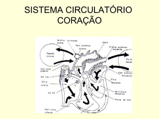 SISTEMA CIRCULATÓRIO
      CORAÇÃO
 