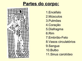 Partes do corpo:
          1.Encéfalo
          2.Músculos
          3.Pulmões
          4.Coração
          5.Diafragma
          6.Rim
          7.Embrião-Feto
          8.Vasos circulatórios
          9.Sangue
          10.Bulbo
          11.Sinus carotídeo
 