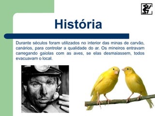 História
Durante séculos foram utilizados no interior das minas de carvão,
canários, para controlar a qualidade do ar. Os mineiros entravam
carregando gaiolas com as aves, se elas desmaiassem, todos
evacuavam o local.
 
