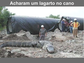 Acharam um lagarto no cano
 