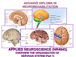 ADVANVE DIPLOMA IN
NEUROREHABILITATION
APPLIED NEUROSCIENCE (NR4043)APPLIED NEUROSCIENCE (NR4043)
OVERVIEW THE ORGANIZATION OFOVERVIEW THE ORGANIZATION OF
NERVOUS SYSTEM (Part 1)NERVOUS SYSTEM (Part 1)
 