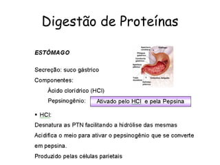 Digestão de Proteínas 