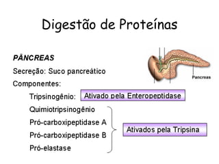 Digestão de Proteínas 
