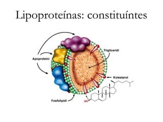 Lipoproteínas: constituíntes 