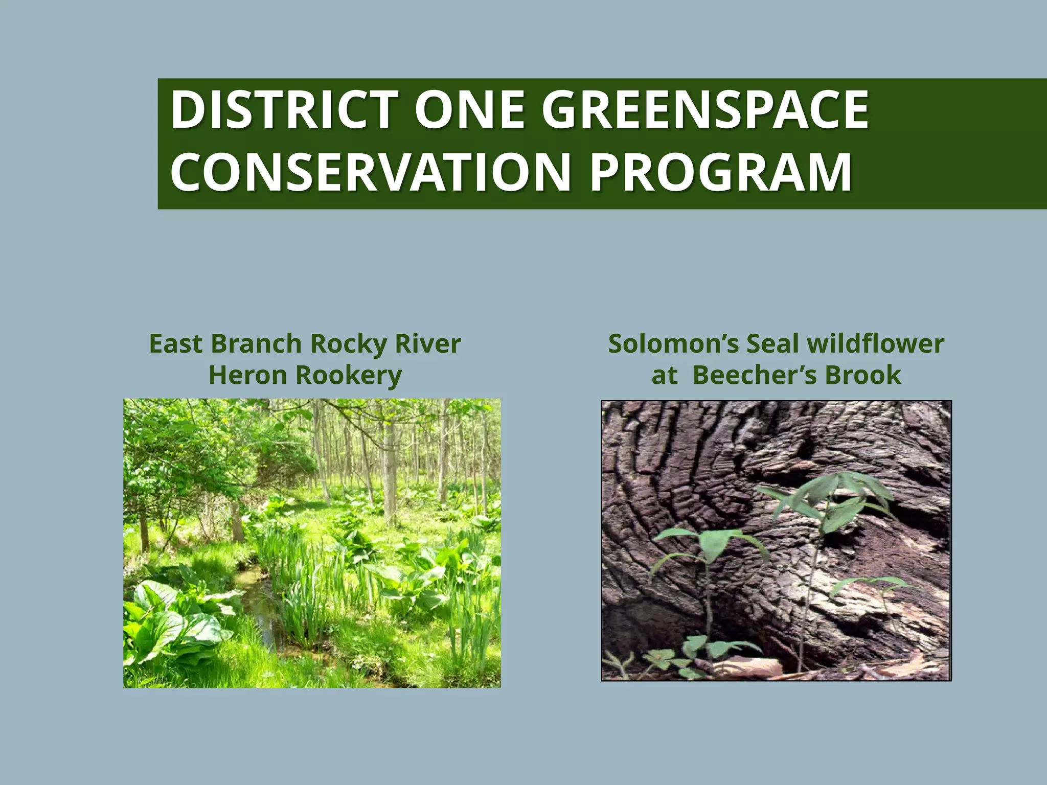 Solomon’s Seal wildflower
at Beecher’s Brook
DISTRICT ONE GREENSPACE
CONSERVATION PROGRAM
East Branch Rocky River
Heron Rookery
 