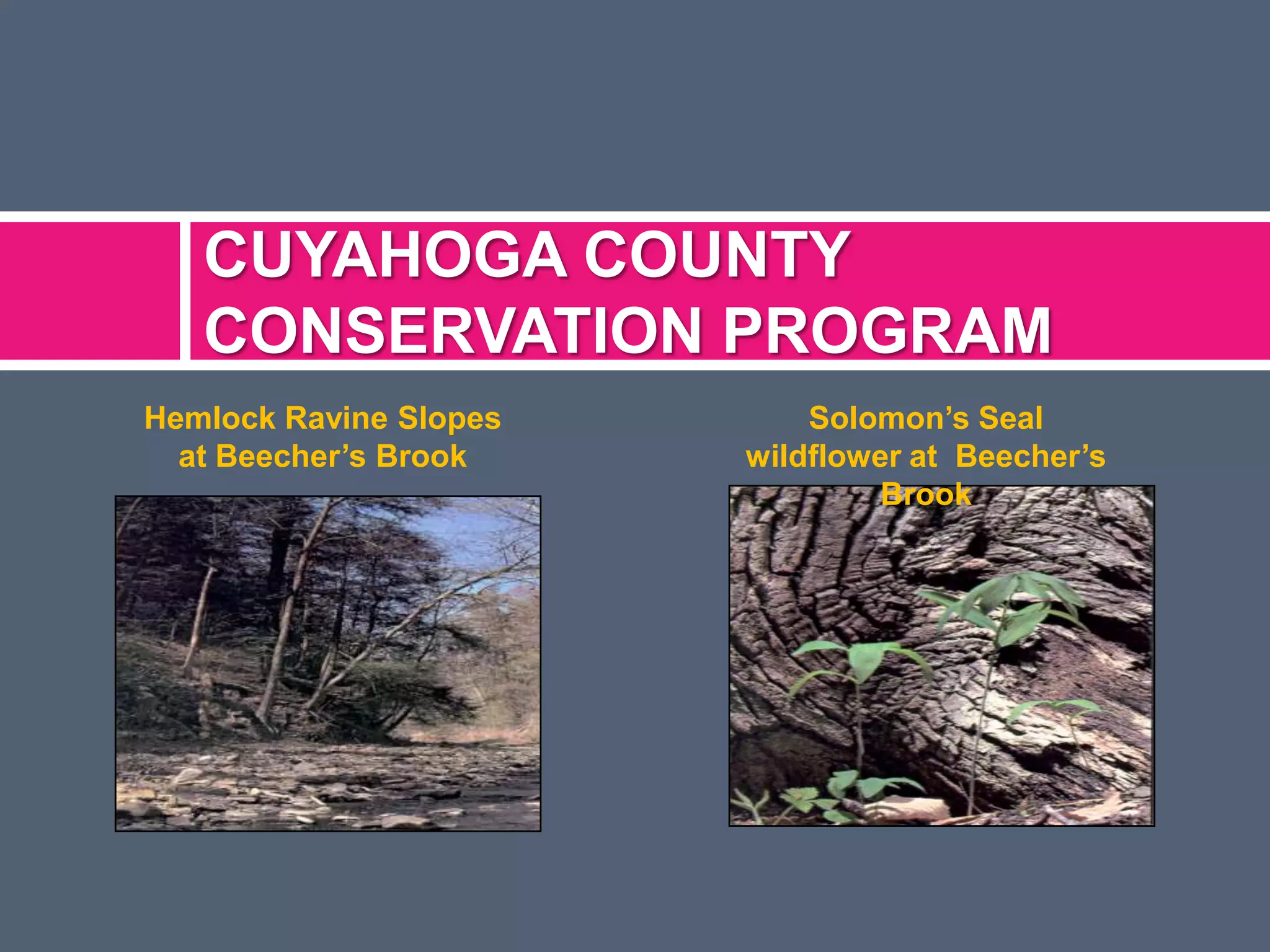 CUYAHOGA COUNTY
CONSERVATION PROGRAM
Hemlock Ravine Slopes
at Beecher’s Brook

Solomon’s Seal
wildflower at Beecher’s
Brook

 