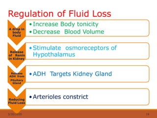 Regulation of Fluid Loss
body
Fluid
•Increase Body tonicity
A drop in
•Decrease Blood Volume
Release
of Renin
in Kidney
•Stimulate osmoreceptors of
Hypothalamus
Release
ADH from
Pituitary
Gland
•ADH Targets Kidney Gland
Reducing
Fluid Loss
•Arterioles constrict
3/30/2020 19
 