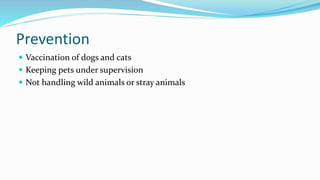 Prevention
 Vaccination of dogs and cats
 Keeping pets under supervision
 Not handling wild animals or stray animals
 