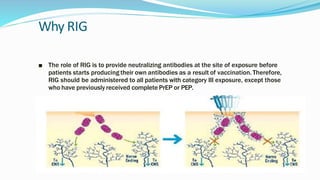 Why RIG
■ The role of RIG is to provide neutralizing antibodies at the site of exposure before
patients starts producing their own antibodies as a result of vaccination. Therefore,
RIG should be administered to all patients with category III exposure, except those
who have previously received complete PrEP or PEP.
 