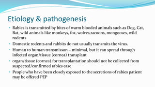 Etiology & pathogenesis
• Rabies is transmitted by bites of warm blooded animals such as Dog, Cat,
Bat, wild animals like monkeys, fox, wolves,racoons, mongooses, wild
rodents
• Domestic rodents and rabbits do not usually transmits the virus.
• Human to human transmisson – minimal, but it can spread through
infected organ/tissue (cornea) transplant
• organ/tissue (cornea) for transplantation should not be collected from
suspected/confirmed rabies case
• People who have been closely exposed to the secretions of rabies patient
may be offered PEP
 