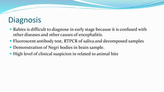 Diagnosis
 Rabies is difficult to diagnose in early stage because it is confused with
other diseases and other causes of encephalitis.
 Fluoroscent antibody test, RTPCR of saliva and decomposed samples
 Demonstration of Negri bodies in brain sample.
 High level of clinical suspicion in related to animal bite
 
