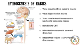 Rabies,NRCP, Rabies Guidline - Dr Himanshu Kaushik.pptx