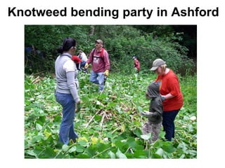 Knotweed bending party in Ashford 