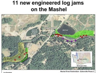 11 new engineered log jams  on the Mashel 