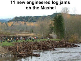 11 new engineered log jams  on the Mashel 