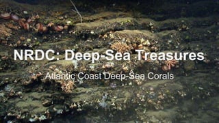 NRDC: Deep-Sea Treasures 
Atlantic Coast Deep-Sea Corals 
 