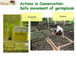 Actions in Conservation:
Safe movement of germplasm

   Available       Access
 