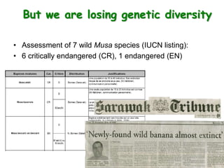 But we are losing genetic diversity

• Assessment of 7 wild Musa species (IUCN listing):
• 6 critically endangered (CR), 1...