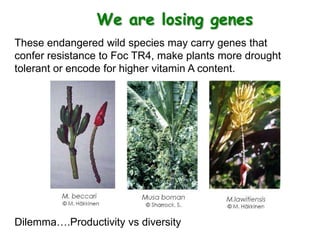 We are losing genes
These endangered wild species may carry genes that
confer resistance to Foc TR4, make plants more drou...