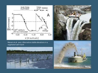 Marani et al. 2007. Alternative stable elevations in a
vegetated salt marsh
 