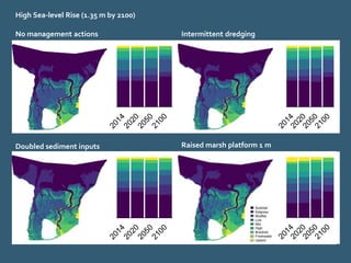 No management actions Intermittent dredging
Doubled sediment inputs Raised marsh platform 1 m
High Sea-level Rise (1.35 m by 2100)
 