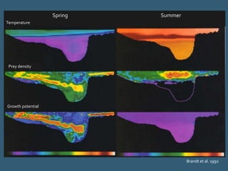 Brandt et al. 1992
Temperature
Prey density
Growth potential
Spring Summer
 