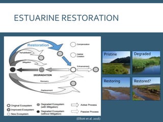 ESTUARINE RESTORATION
(Elliott et al. 2016)
Pristine Degraded
Restoring Restored?
 