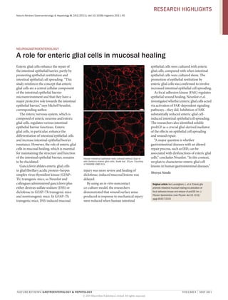 RESEARCH HIGHLIGHTS
Nature Reviews Gastroenterology & Hepatology 8, 242 (2011); doi:10.1038/nrgastro.2011.45

NEUROGASTROENTEROLOGY

A role for enteric glial cells in mucosal healing
Enteric glial cells enhance the repair of
the intestinal epithelial barrier, partly by
promoting epithelial restititution and
intestinal epithelial cell spreading. “This
study reinforces the concept that enteric
glial cells are a central cellular component
of the intestinal epithelial barrier
microenvironment and that they have a
major protective role towards the intestinal
epithelial barrier,” says Michel Neunlist,
corresponding author.
The enteric nervous system, which is
composed of enteric neurons and enteric
glial cells, regulates various intestinal
epithelial barrier functions. Enteric
glial cells, in particular, enhance the
differentiation of intestinal epithelial cells
and increase intestinal epithelial barrier
resistance. However, the role of enteric glial
cells in mucosal healing, which is essential
for maintaining the structure and function
of the intestinal epithelial barrier, remains
to be elucidated.
Ganciclovir ablates enteric glial cells
in glial fibrillary acidic protein–herpes
simplex virus thymidine kinase (GFAP–
Tk) transgenic mice, so Neunlist and
colleagues administered ganciclovir plus
either dextran sulfate sodium (DSS) or
diclofenac to GFAP–Tk transgenic mice
and nontransgenic mice. In GFAP–Tk
transgenic mice, DSS-induced mucosal

Human intestinal epithelial cells cultured without (top) or
with (bottom) enteric glial cells. Scale bar: 20 µm. Courtesy
of INSERM UMR 913.

injury was more severe and healing of
diclofenac-induced mucosal lesions was
delayed.
By using an in vitro noncontact
co-culture model, the researchers
demonstrated that wound surface areas
produced in response to mechanical injury
were reduced when human intestinal

NATURE REVIEWS | GASTROENTEROLOGY & HEPATOLOGY 	
© 2011 Macmillan Publishers Limited. All rights reserved

epithelial cells were cultured with enteric
glial cells, compared with when intestinal
epithelial cells were cultured alone. The
promotion of epithelial restitution by
enteric glial cells was confirmed to involve
increased intestinal epithelial cell spreading.
As focal adhesion kinase (FAK) regulates
epithelial wound healing, Neunlist et al.
investigated whether enteric glial cells acted
via activation of FAK-dependent signaling
pathways—they did. Inhibition of FAK
substantially reduced enteric-glial cellinduced intestinal epithelial cell spreading.
The researchers also identified soluble
proEGF as a crucial glial-derived mediator
of the effects on epithelial cell spreading
and wound repair.
“A major question is whether
gastrointestinal diseases with an altered
repair process, such as IBD, can be
associated with dysfunctions of enteric glial
cells,” concludes Neunlist. “In this context,
we plan to characterize enteric glial cell
lesions in human gastrointestinal diseases.”
Shreeya Nanda
Original article Van Landeghem, L. et al. Enteric glia
promote intestinal mucosal healing via activation of
focal adhesion kinase and release of proEGF. Am. J.
Physiol. Gastrointest. Liver Physiol. doi:10.1152/
ajpgi.00427.2010

VOLUME 8  |  MAY 2011

 